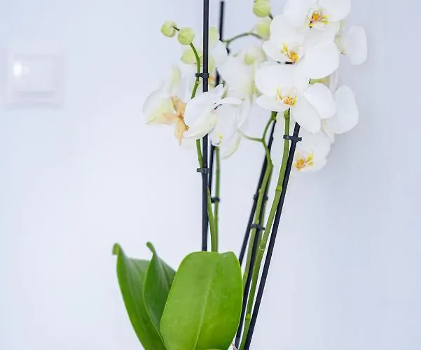 Aristos Life Luxury Cave Oia