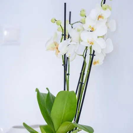 Aristos Life Luxury Cave Ия